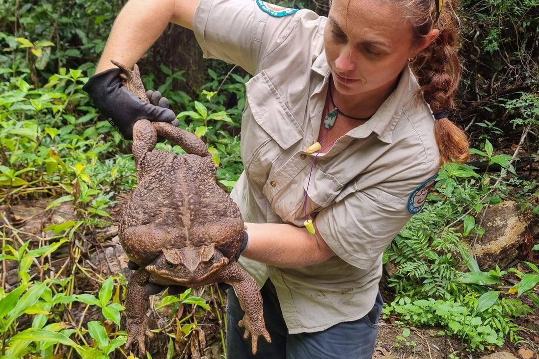 A park ranger holds the “monster” cane toad, weighing 2.7kg, that was discovered in Australia’s Conway National Park earlier this month. Photo: Queensland Department of Environment and Science Handout via AFP