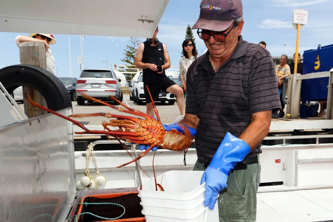 Fisherman Joe Paratore shows a rock lobster aboard his boat in Fremantle, Western Australia. Photo: AFP