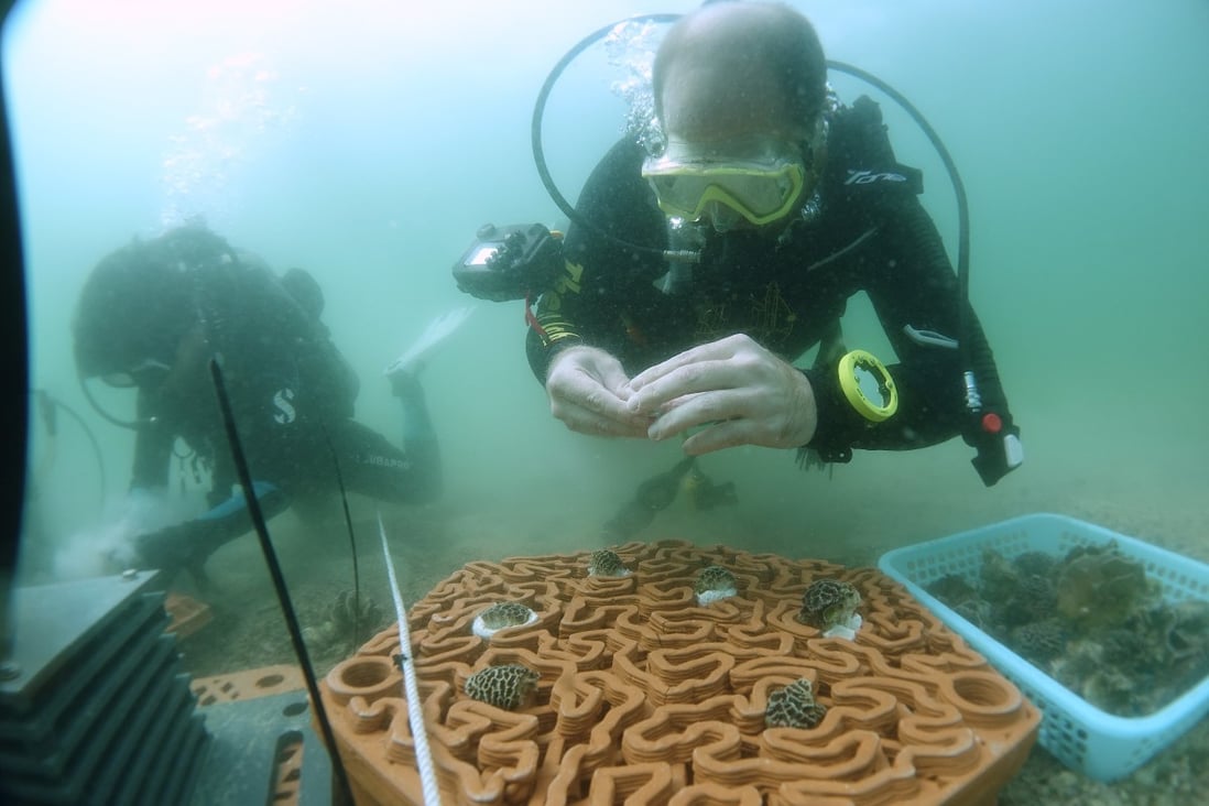 Scientists plant coral fragments onto terracotta tiles made by Archireef in Hoi Ha Wan Marine Park in Hong Kong. Photo: AFCD
