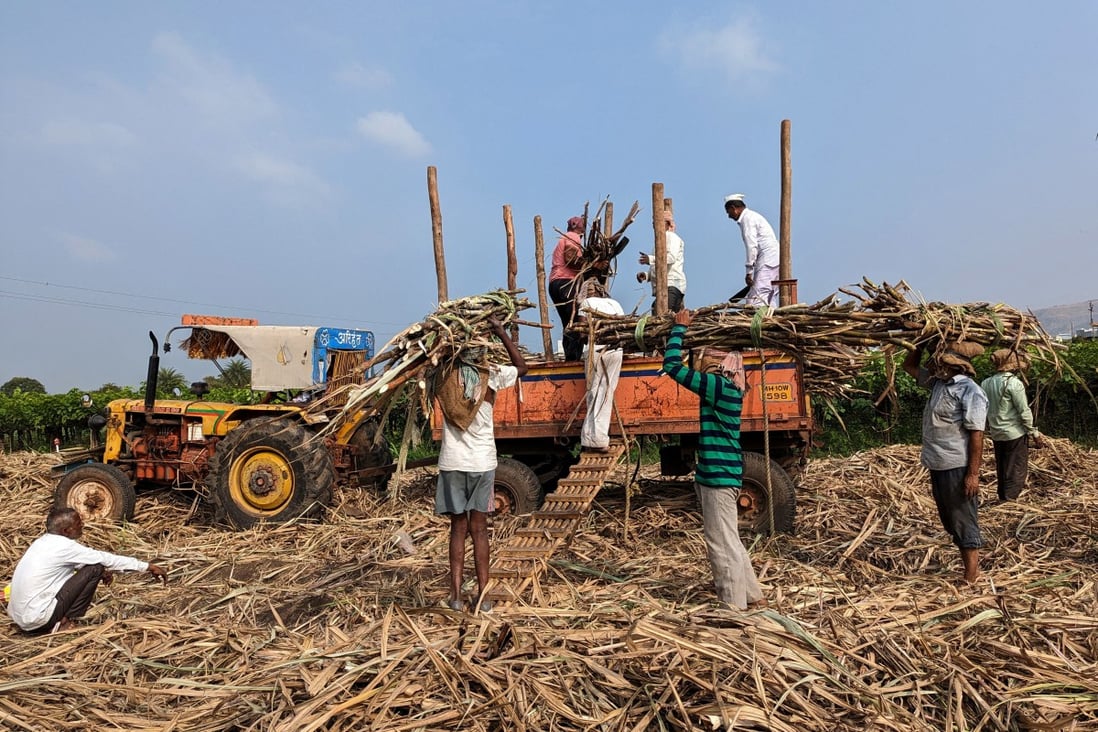 Mill workers load harvested sugar cane on to a tractor trolly in Sangli district, in the western state of Maharashtra, India. Photo: Reuters