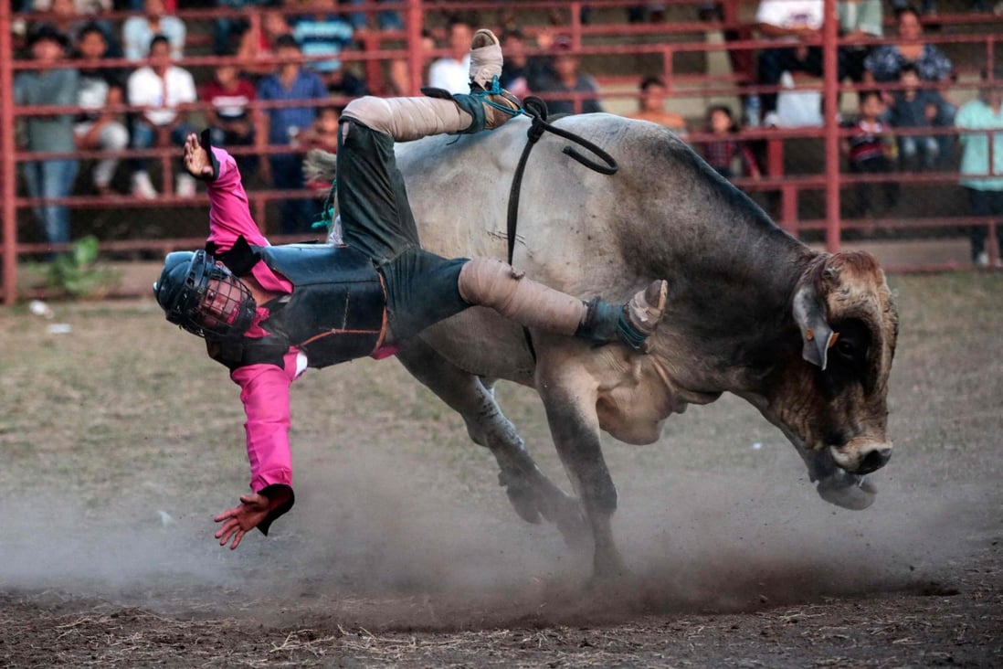 Bull Rider Falling Off Women rodeo bull riders buck tradition in macho Nicaragua | South China ...
