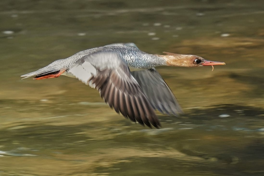 The Bird Watching Society has said a scaly-sided merganser had been spotted at a reservoir in the central New Territories. Video and photos: Marco Mui 