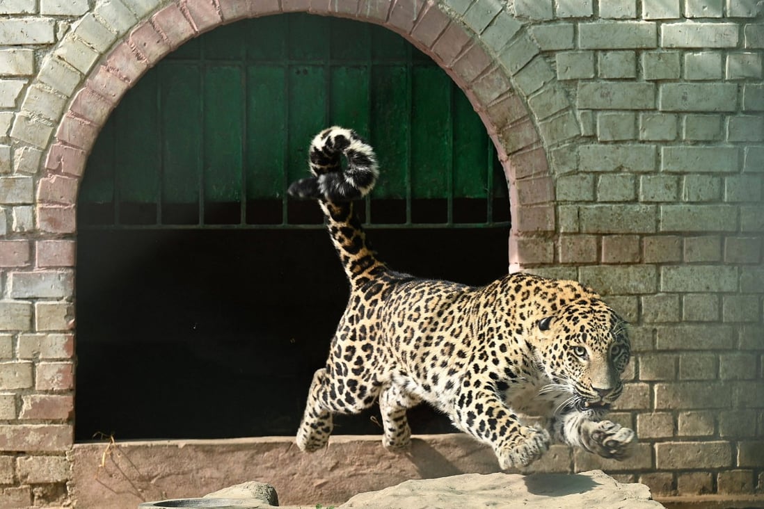 Pet leopard that escaped Pakistan owner’s home mauled six as it ran ...