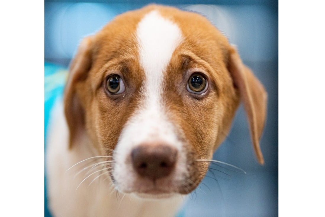 Singapore sees surge in abandoned pets as inflation drives up costs of care | South China Morning Post Singapore sees surge in abandoned pets as inflation drives up costs of care | South China Morning Post