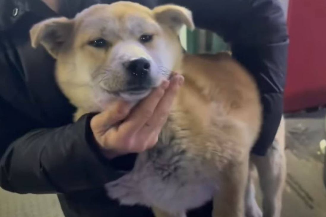 South Korean man suspected of animal abuse after 1,000 dogs found on his  property | South China Morning Post