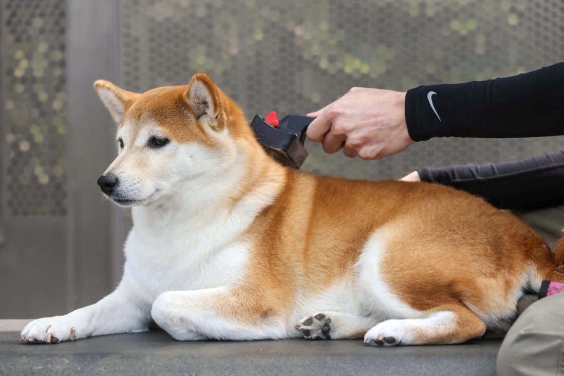Pet insurance costs vary widely, an investigation by the Consumer Council has found. Photo: May Tse