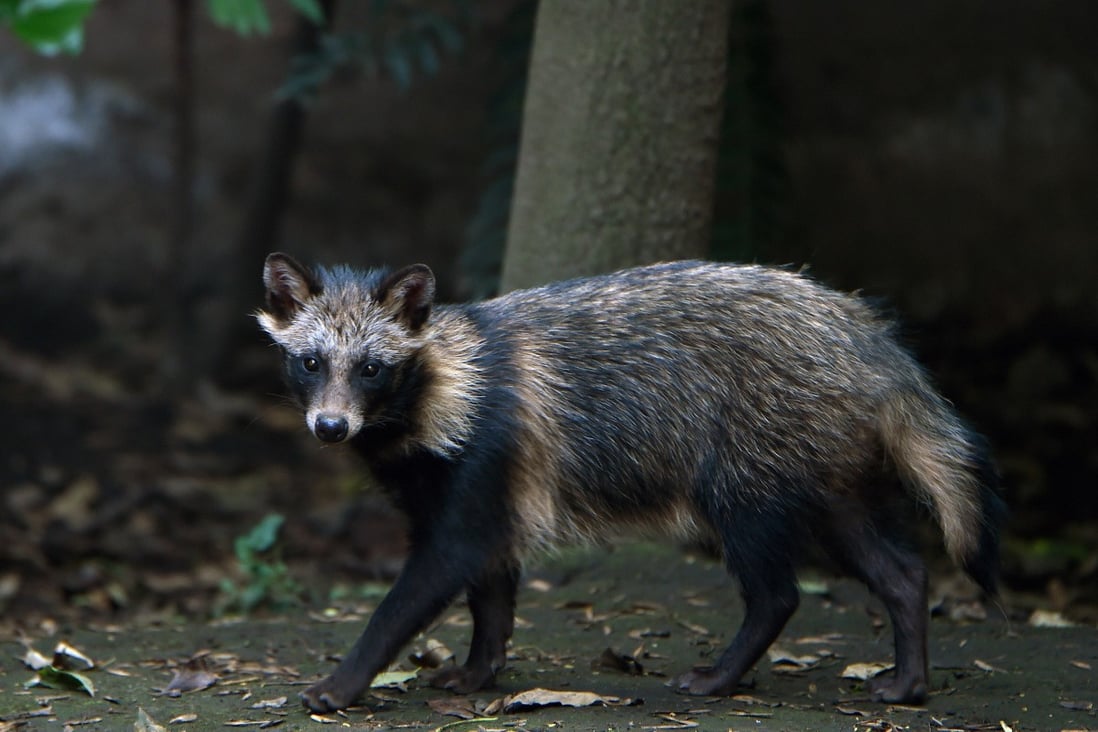 The raccoon dog is native to Japan and China. Photo: AFP via Getty Images/TNS