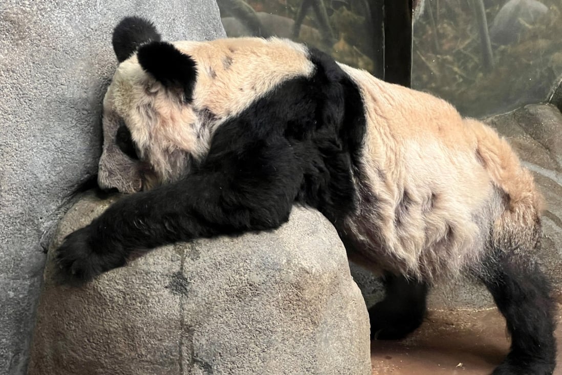 Ya Ya has been on loan to the Memphis Zoo for 20 years. Photo: Reuters