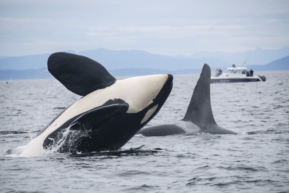 Southern resident killer whales display the lowest levels of genetic variation and highest level of inbreeding among North Pacific orca   populations, study says. Photo: NOAA