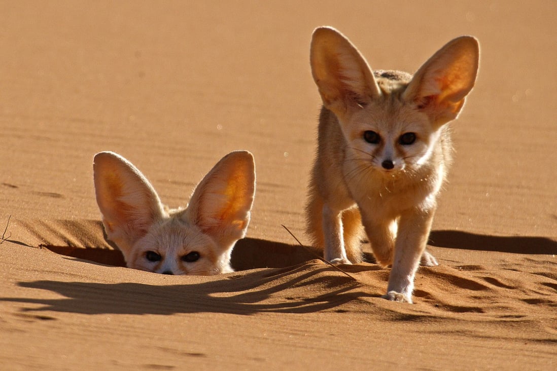 Wild dogs, from cute foxes to wolves and jackals, the star of new BBC