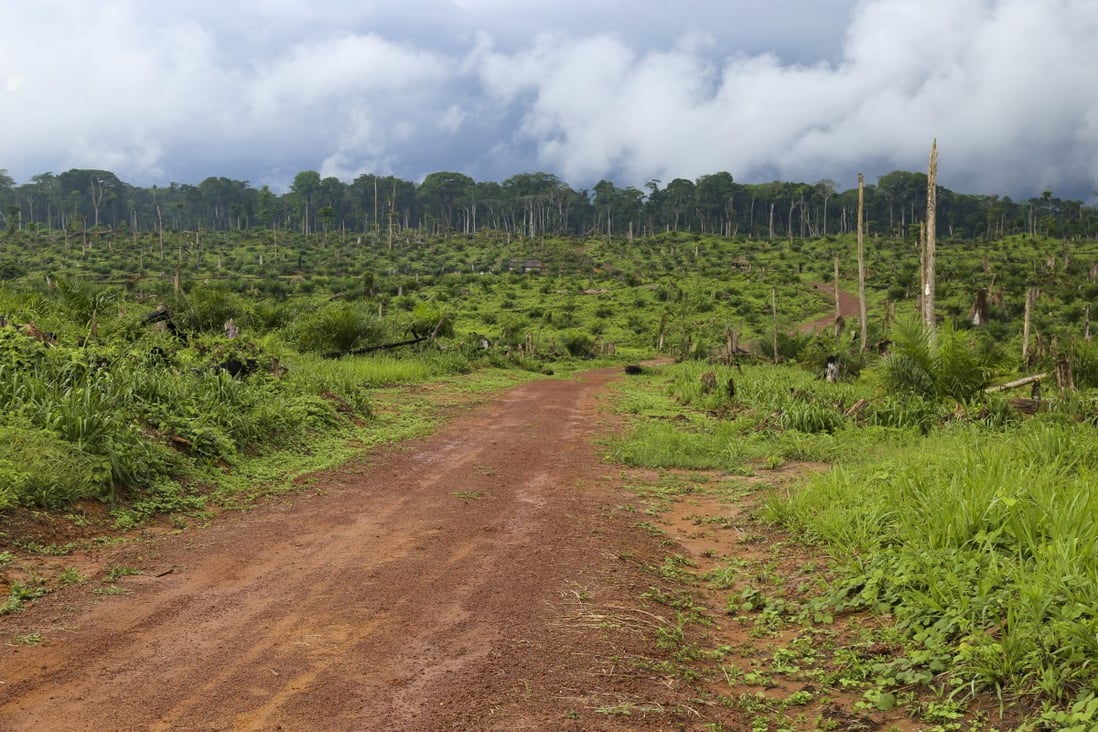 Felled trees are seen after some 850 hectares of forest were destroyed to plant oil palms in the heart of the Congo Basin forest near Kisangani in the northeastern Democratic Republic of Congo.