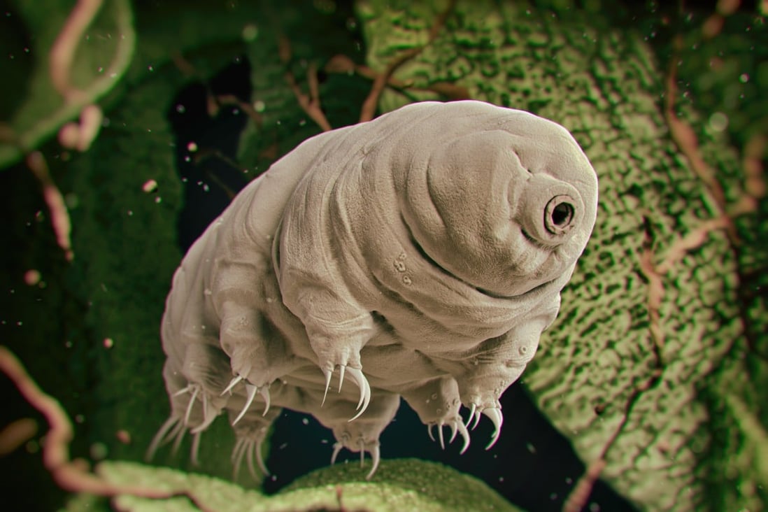 3D vykreslená ilustrácia vodného medveďa alebo Tardigrada.  Obrázok: Shutterstock