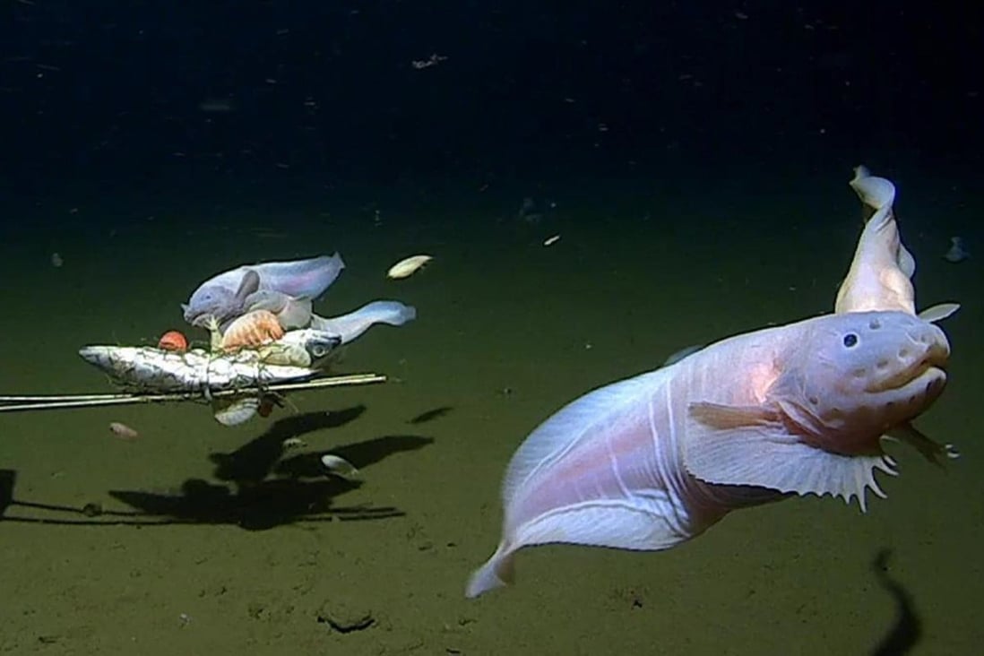 World's deepest fish filmed swimming 8 km below sea level in Japan