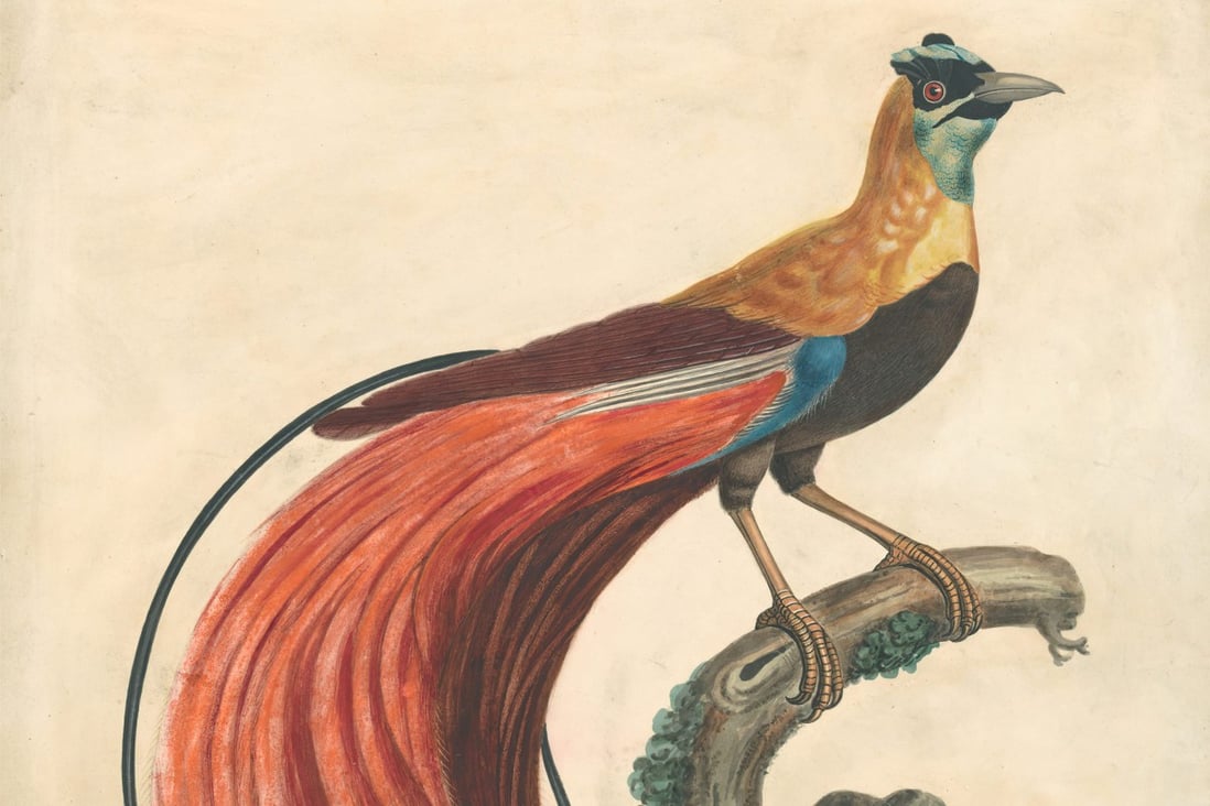 The celebrated aviary of Mr Beale : how a Macau based 19th century