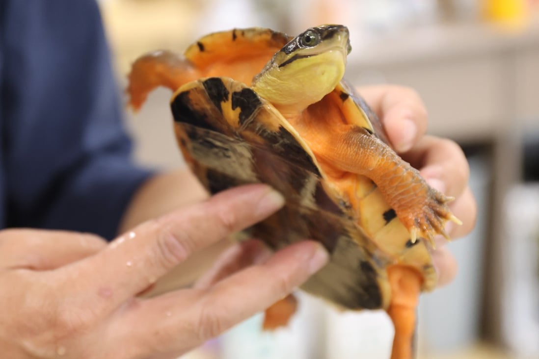 Hong Kong must get tough on poachers. Its biodiversity matters to the ...