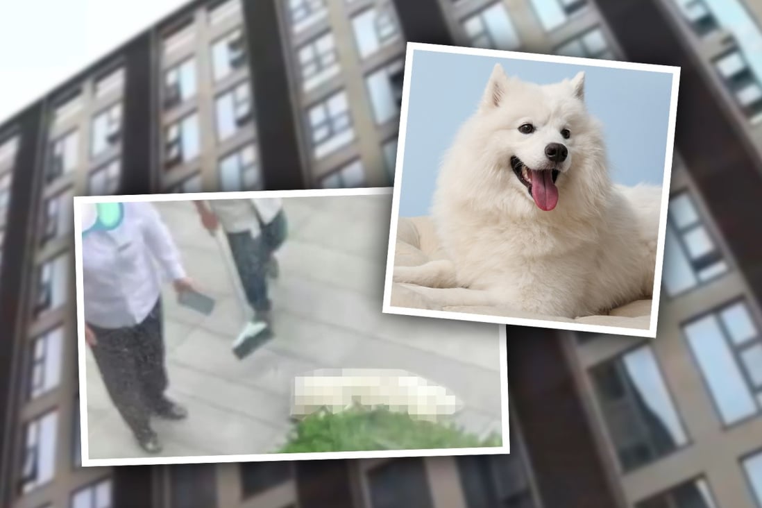 ‘A dog’s life is also a life’ man hurls dog from 7th floor during