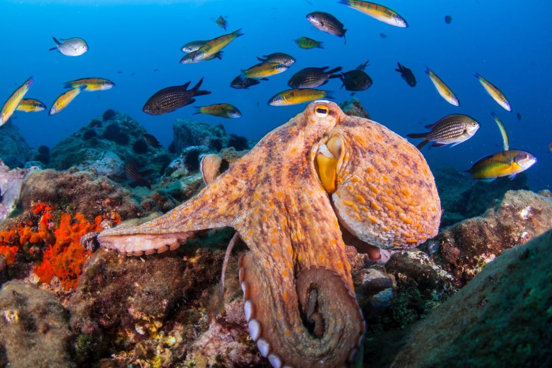 Video of Costello the octopus may show him waking from nightmare, say