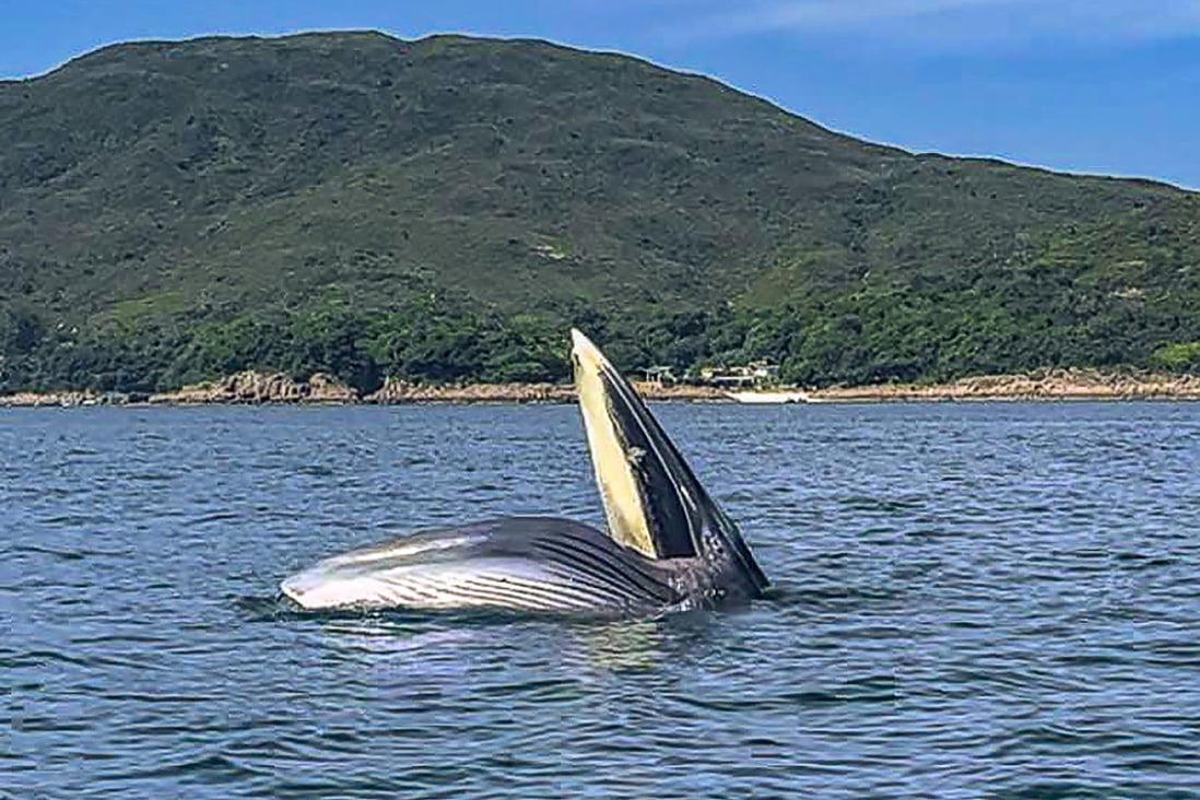 Amazed onlookers spot whale feeding in Hong Kong’s eastern waters ...