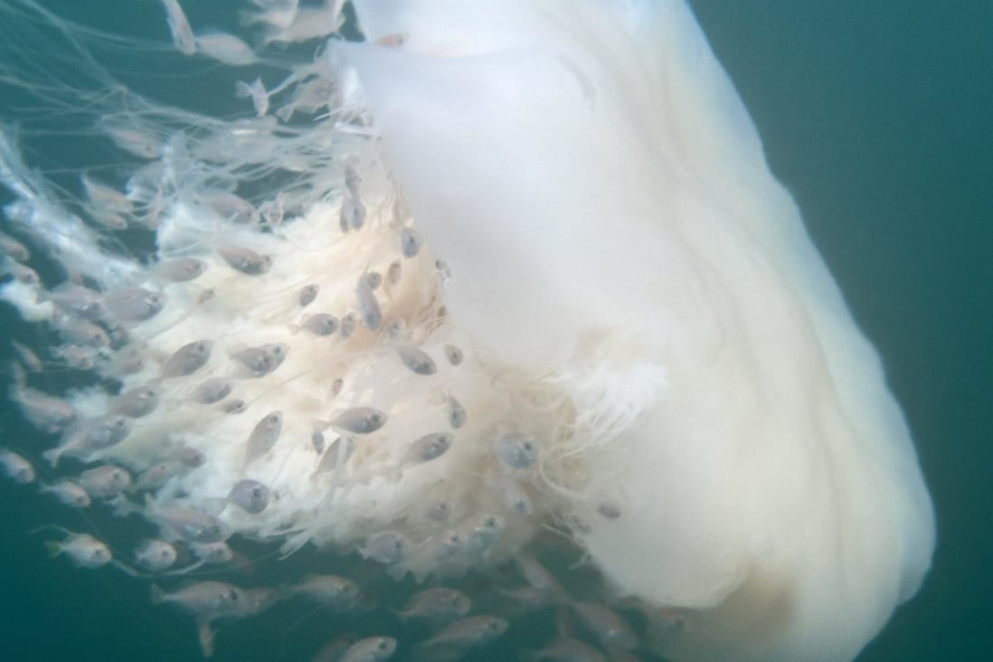 A ghost jellyfish in Hong Kong in July. Swimming in the ocean carries the risk of being stung by jellyfish. Swimmers share their painful experiences, and expert advice outlines how to treat stings, and symptoms to beware of. Photo: Edie Hu