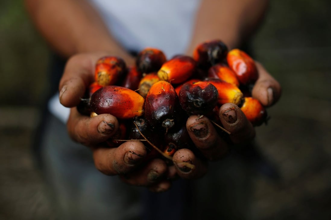 A plantation worker holds palm oil fruits. Photo: Reuters