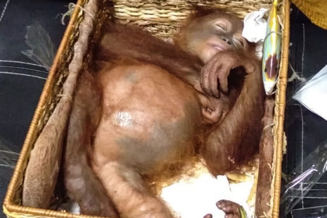 A rescued two-year-old orangutan inside a rattan basket after a smuggling attempt by a Russian tourist at Bali’s airport in Denpasar. Photo: Natural Resources Conservation Agency of Bali/AFP