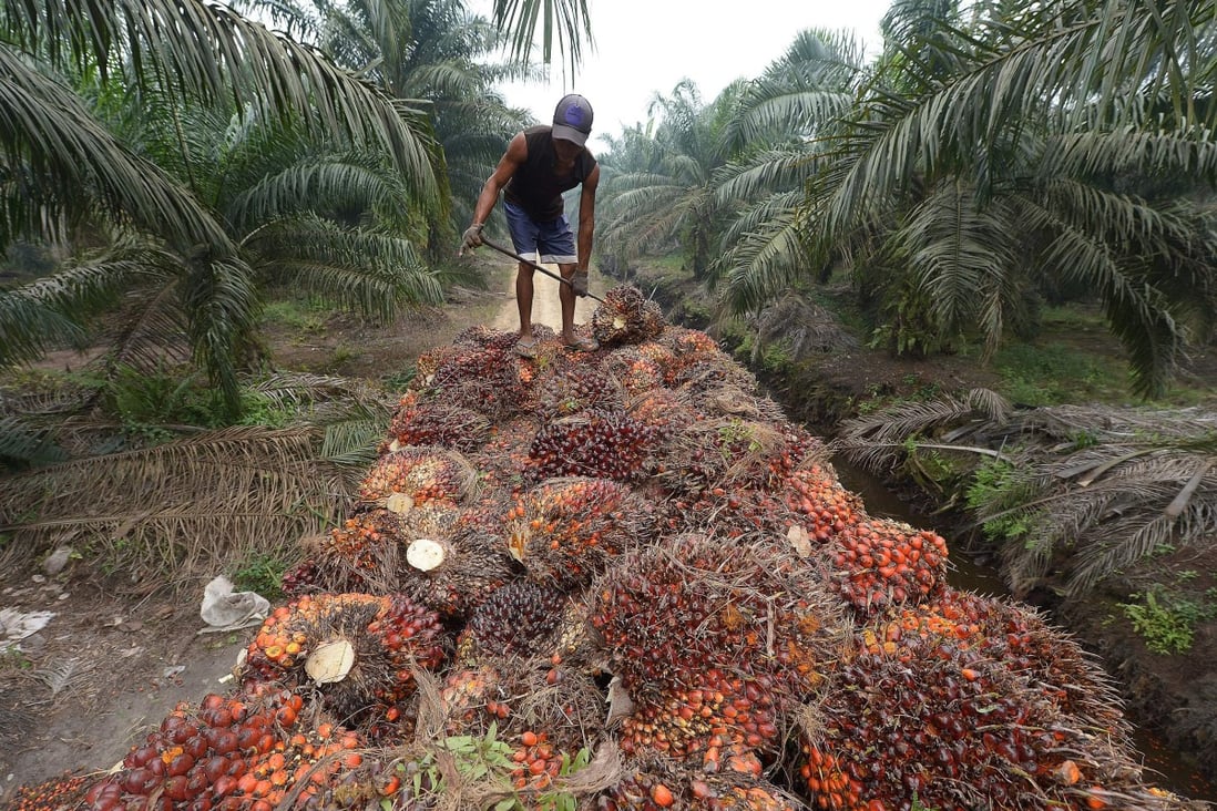 A worker handling palm oil seeds at a plantation area in Riau province, Indonesia. Photo: AFP
