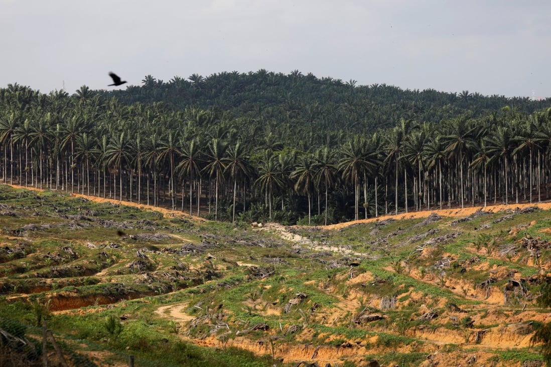 A patch of cleared land seen at an oil palm plantation in Johor. Photo: Reuters
