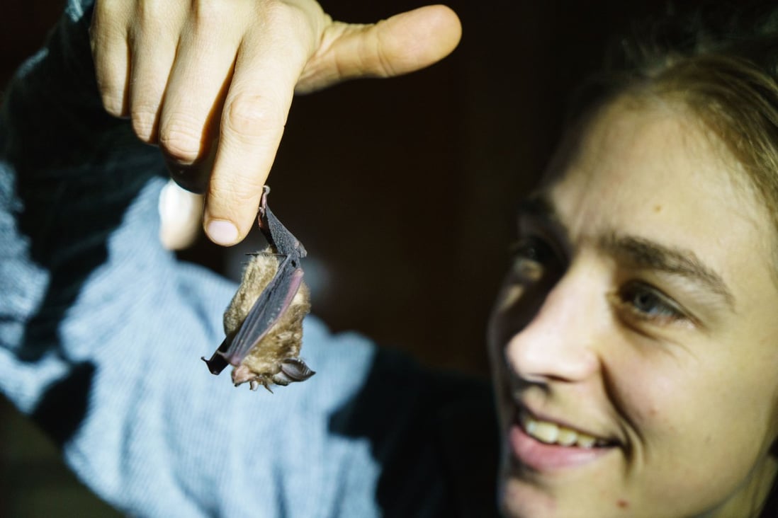 Dr Alice Hughes releases a bat into the night. She is leading a group of ecologists who are trapping bats in a rainforest in Yunnan, China, to learn more about them. Photo: Tessa Chan