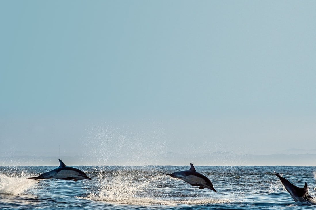 Dolphins belong in the sea, not in aquariums. Photo: Shutterstock