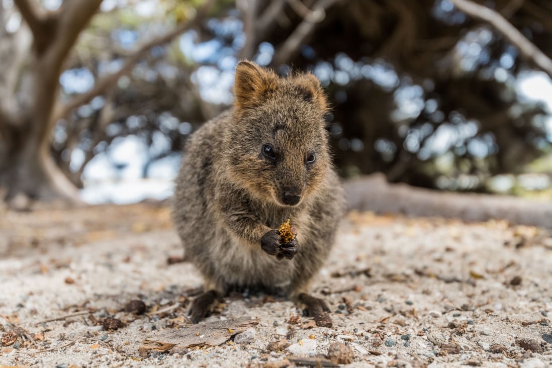 A quokka on Rottnest Island, in Western Australia. The rare marsupials have found fame on Instagram, posing for pictures with the likes of Margot Robbie and Chris Hemsworth. Photo: Rottnest Island Authority