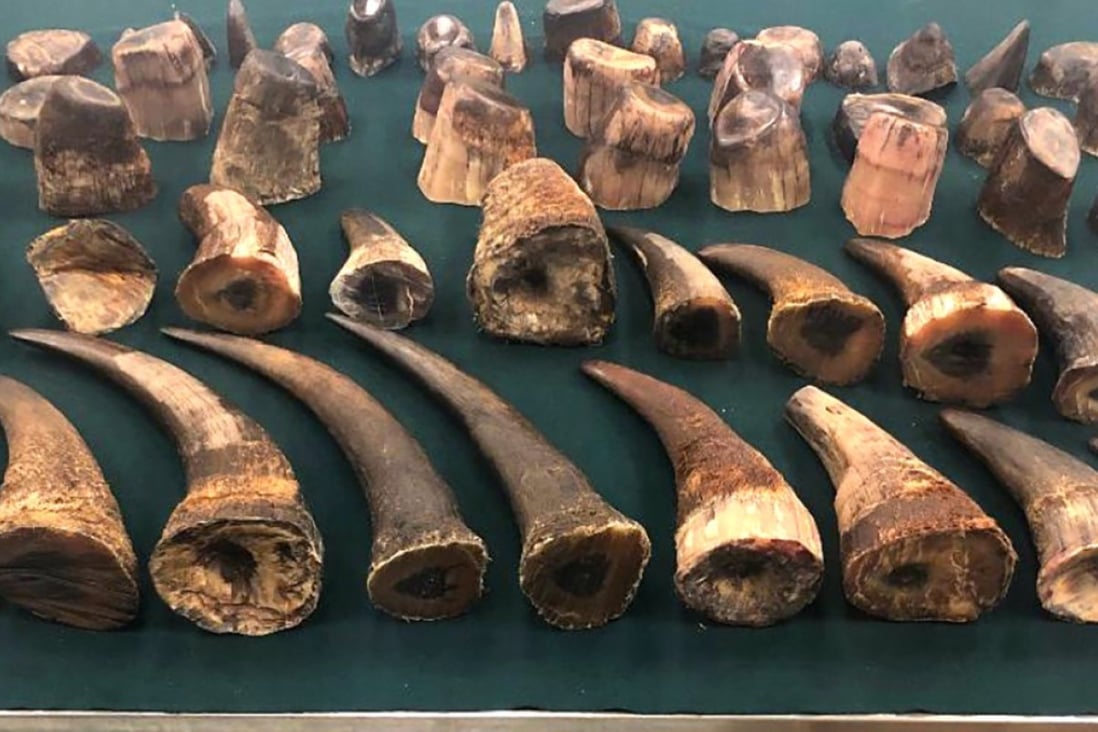 Customs seizes HK16.5 million record haul of rhino horns in Hong Kong