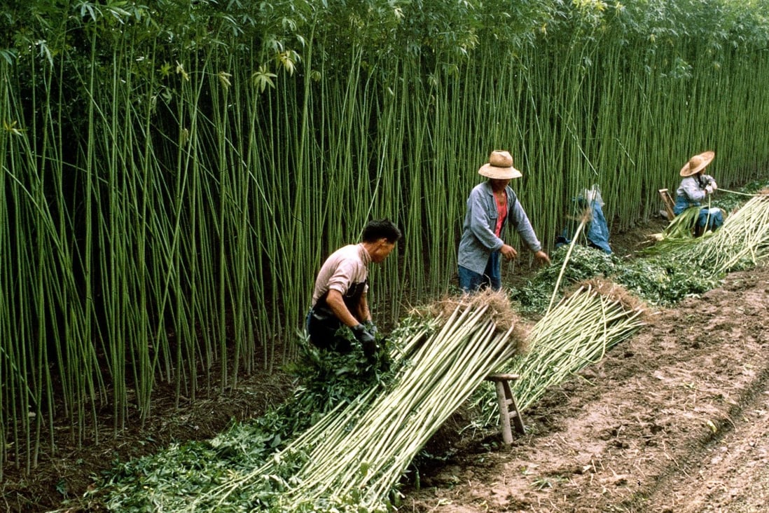 A group of workers harvest hemp at a farm near Beijing. Photo: Alamy