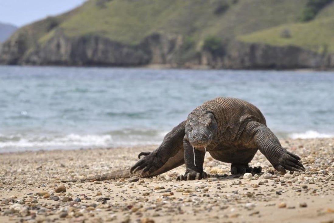 Recent reports of Komodo dragons being smuggled by traffickers have reignited talks about the closure of Komodo National Park. But what would that mean for the local community, which has come to rely on the region’s booming tourist trade? Photo: AFP