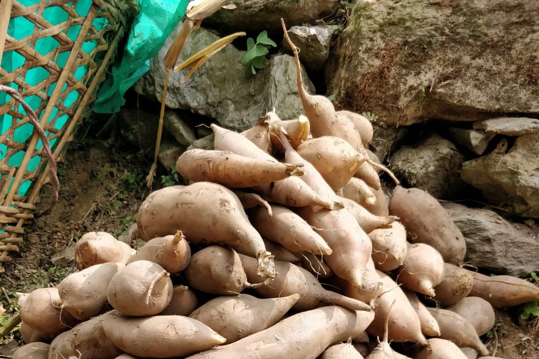 Yacon Wonder Tuber From The Andes Almost No Calories And Does Wonders For Your Health South China Morning Post