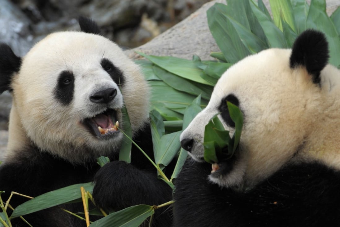 Hong Kong's Ocean Park giant pandas have once again failed to mate  naturally | South China Morning Post