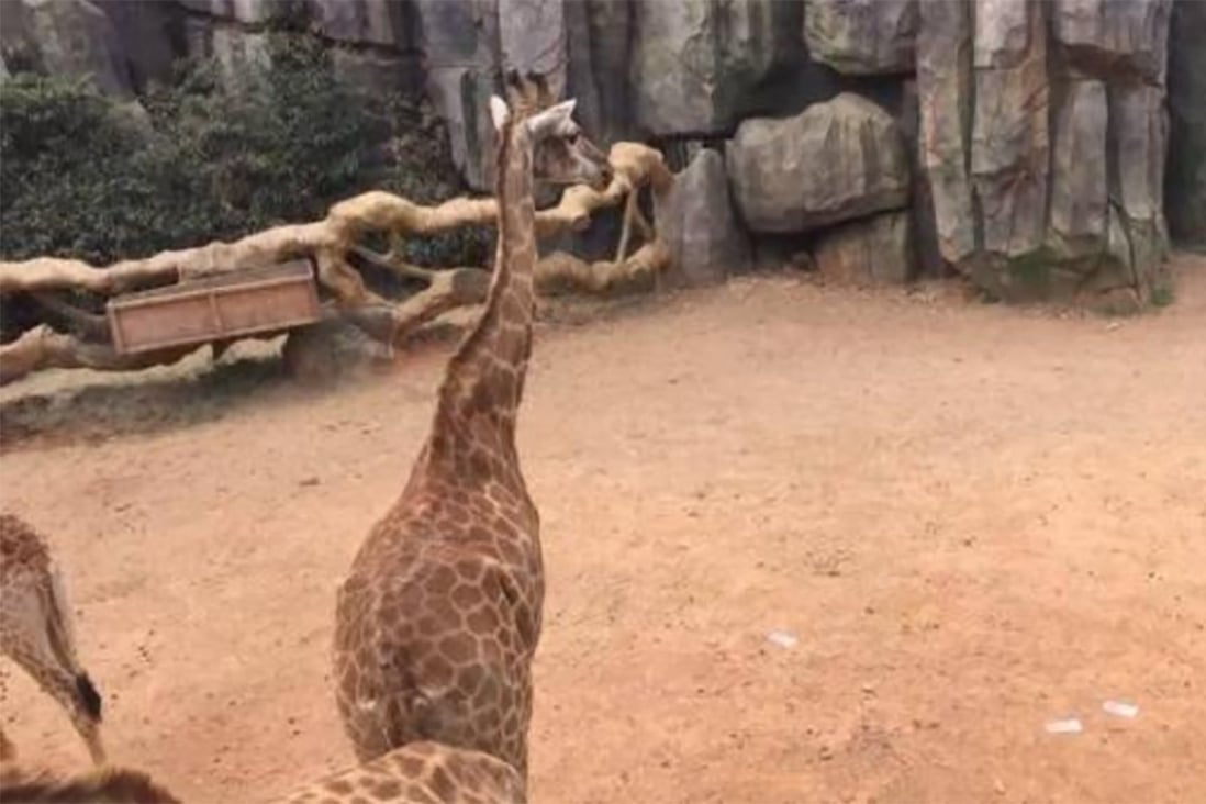 The money was thrown into the giraffe enclosure on Tuesday. Photo: Toutiao