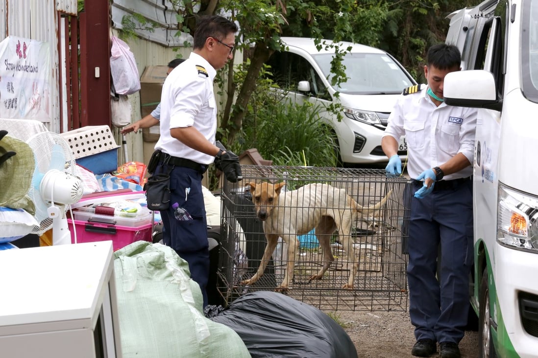 Animal welfare inspectors continue their rescue on Sunday for the cats and dogs remaining at the Stray Wonderland shelter in Ta Kwu Ling. Photo: Jonathan Wong