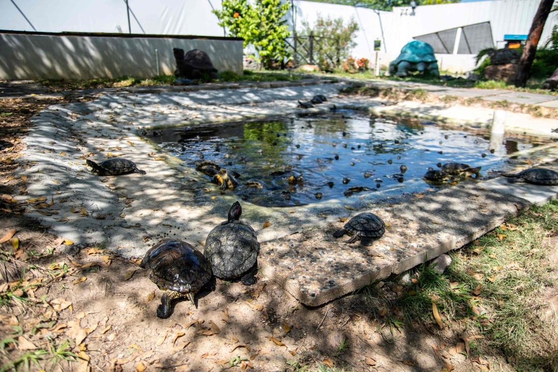 Singapore’s endangered turtles fight to survive after government closes