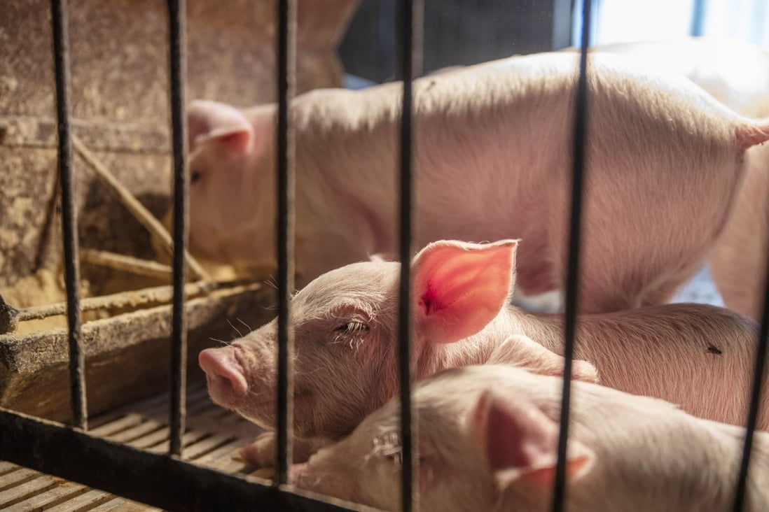 Chuying Agro-Pastoral said it had run out of money to buy food for its pigs during last year’s liquidity crunch. Photo: Bloomberg