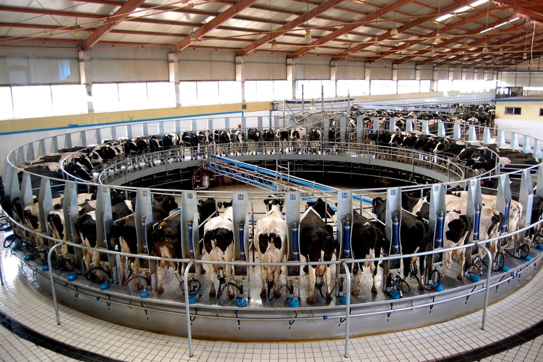 Cows are milked by machine at a milking station in a dairy farm in Hohhot in north China's Inner Mongolia on October 6, 2008. Mengniu’s shares rose to a record after a veteran in the dairy industry was named as its new chairman. Photo: AFP