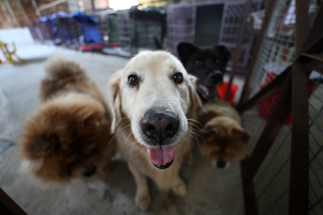 Dogs from the House of Joy and Mercy, a shelter that houses old and sick dogs in Yuen Long. Photo: Winson Wong