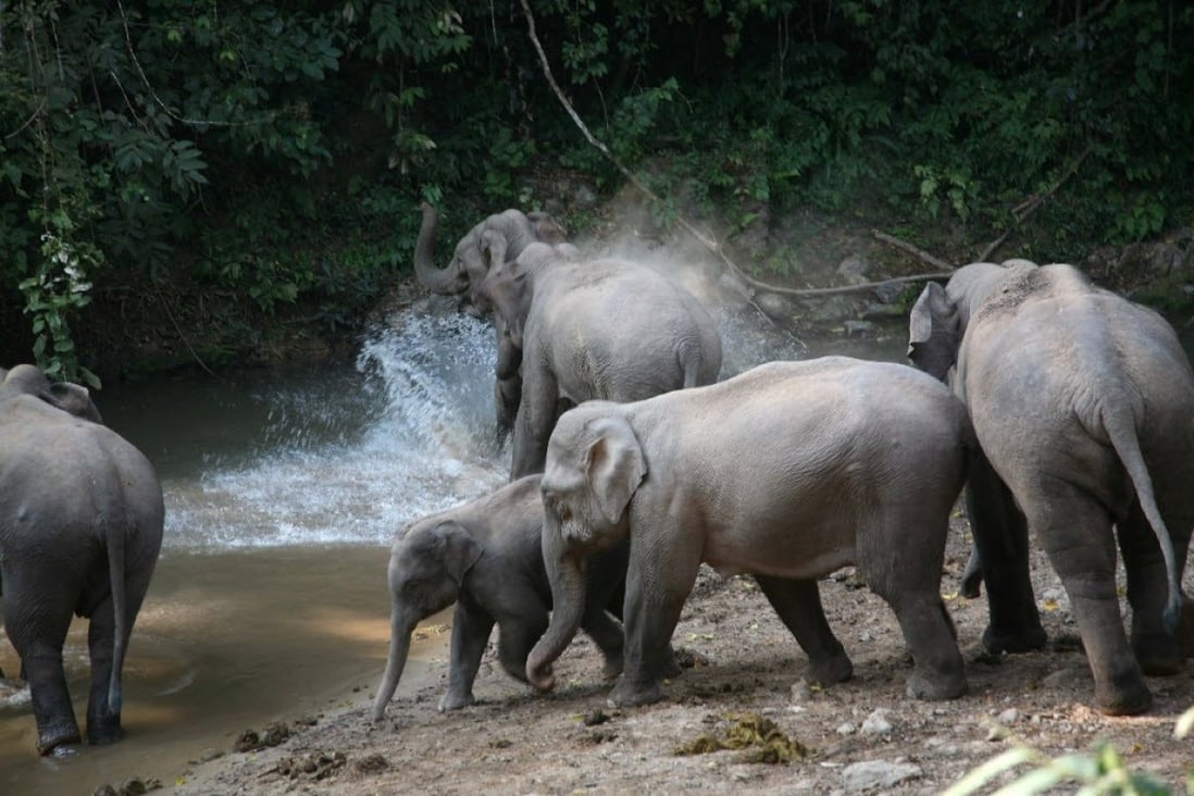 Yunnan is home to hundreds of Asian elephants. Photo: Xinhua