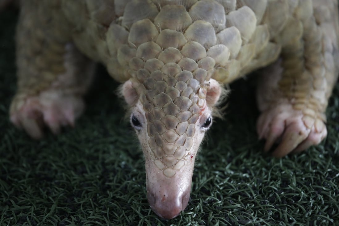 Eco groups sue Chinese forestry department for failing to save smuggled  pangolins | South China Morning Post