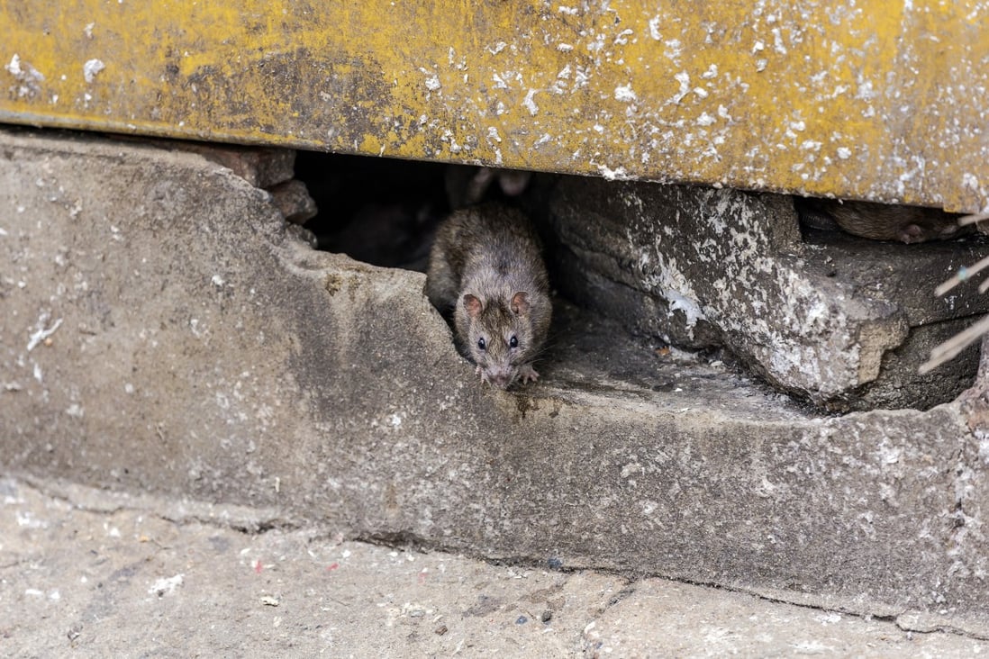 Extra rat control measures will be put in place after the latest cases. Photo: Shutterstock