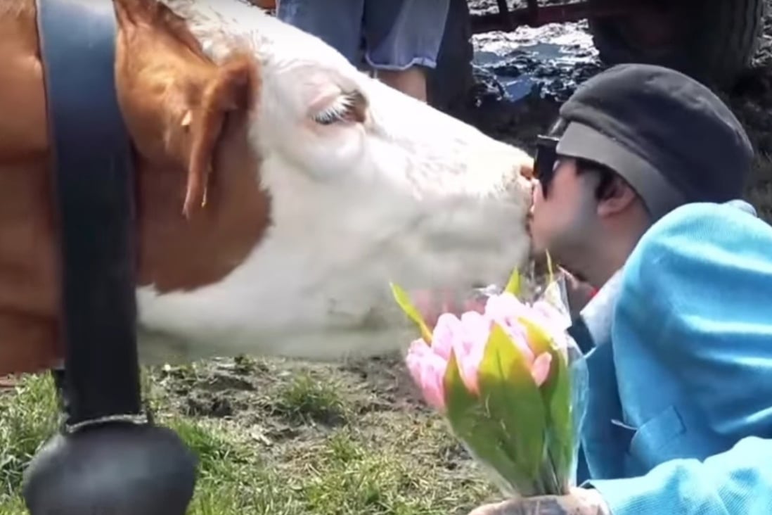 A screen grab from a video promoting the cow kissing challenge. Photo: Castl via YouTube