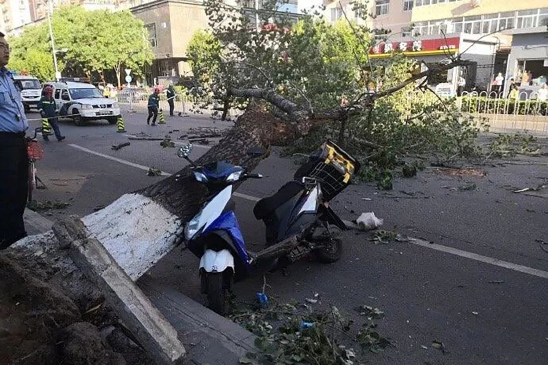 A delivery driver was killed by a falling tree. Photo: Weibo