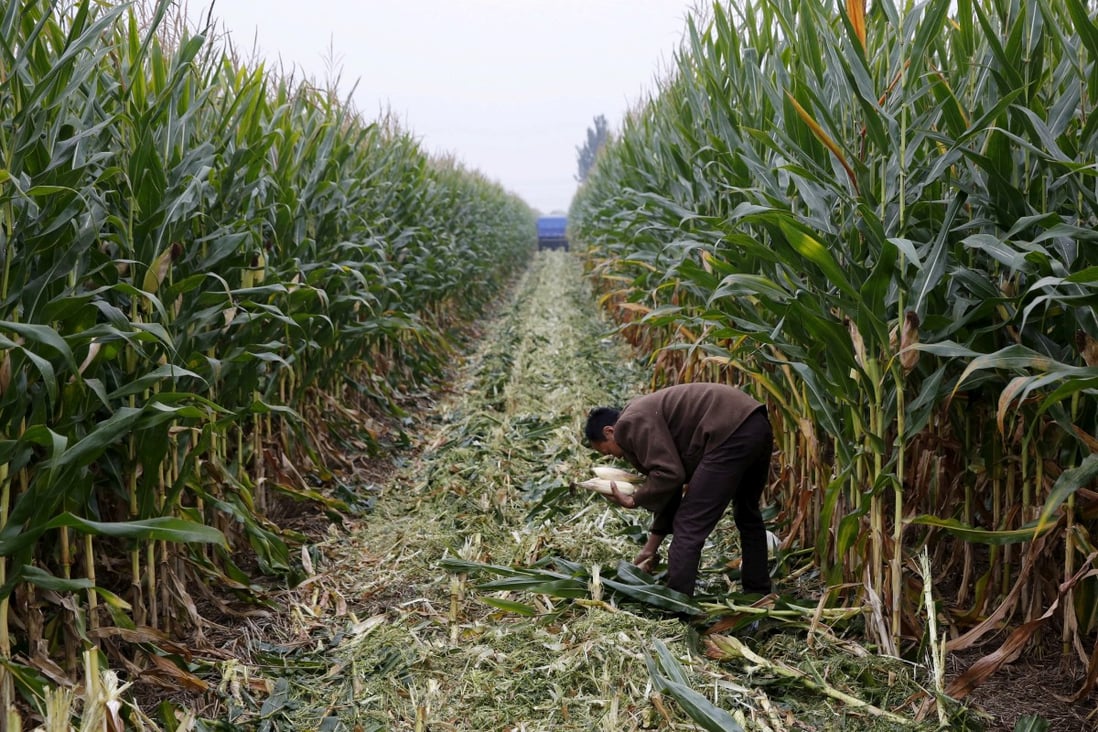According to the National Agricultural Technology Extension Service Centre, an affiliate of the Ministry of Agriculture and Rural Affairs, 72,000 hectares (177,915 acres) of agriculture produce, primarily corn and a smaller volume of sugar cane, have already been ruined. Photo: Reuters