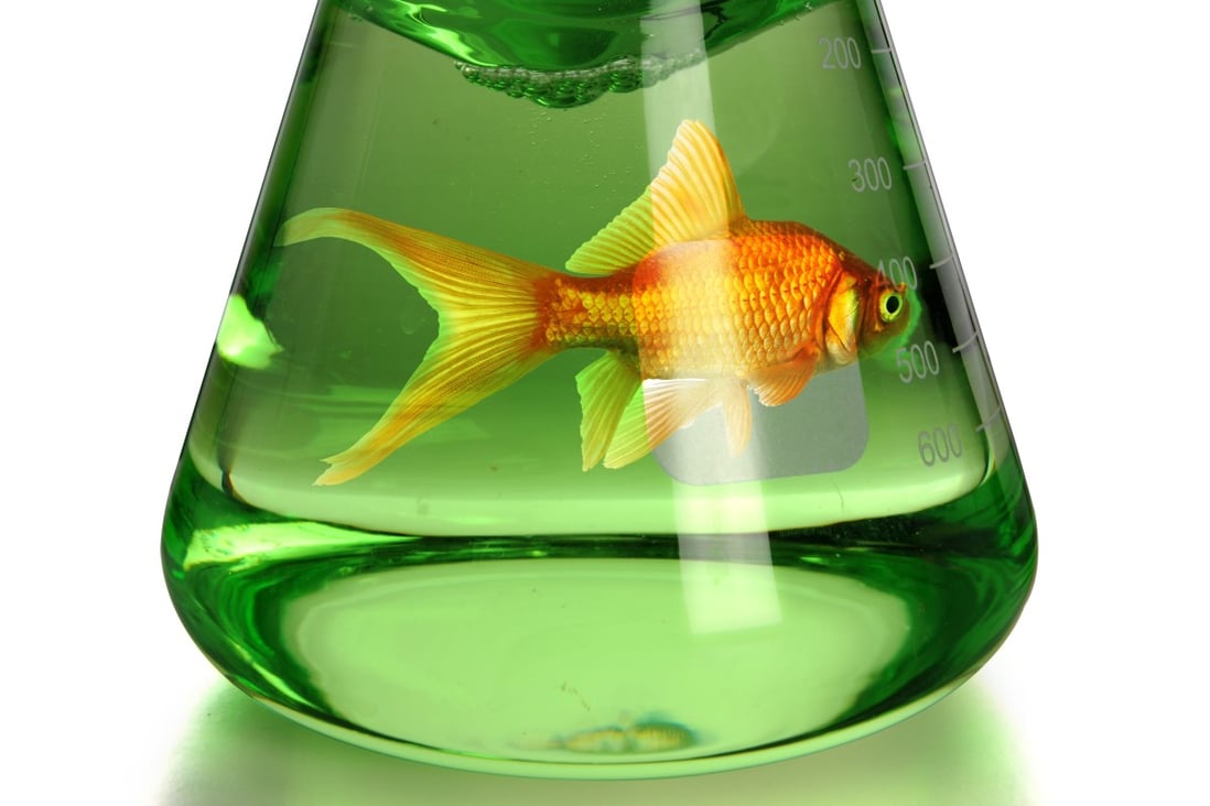 Lab Made Fish The great protein shake-up: start-up creates lab-grown fish – without ...