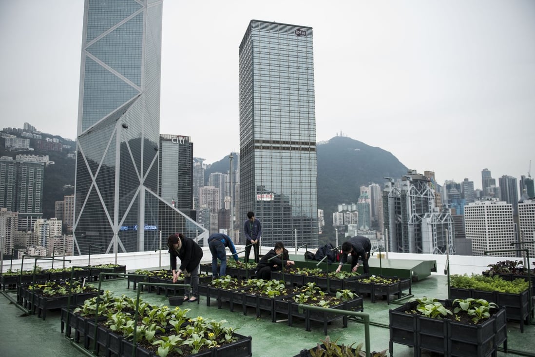 The rooftop farm on top of the Bank of America Tower in Central, Hong Kong. Initiated by real estate firm JLL, the farm produces about 660 kilograms of organic vegetables in four harvests a year, all of which are donated to the charity Feeding Hong Kong. Photo: Xaume Olleros