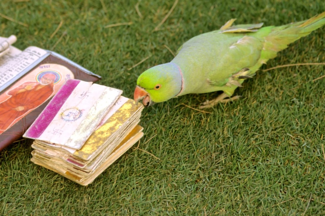 Parrot astrology is a centuries-old custom prevalent in southern India, with the birds considered to be clairvoyant. Photo: Alamy